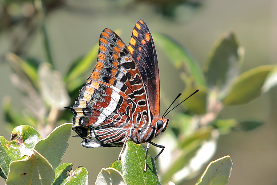 Charaxes jasus